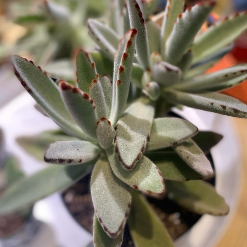 Kalanchoe tomentosa 'Panda Plant'