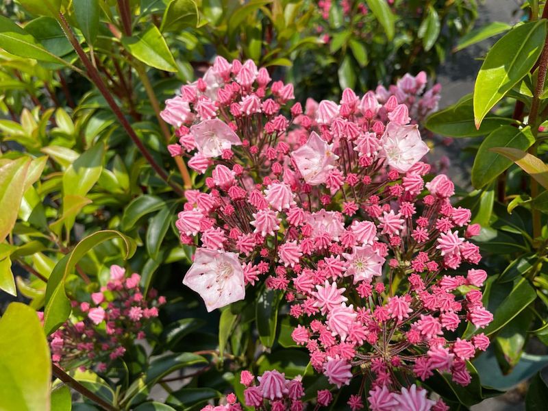 Kalmia