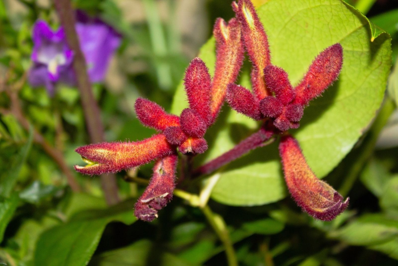 Kangaroo Paw 