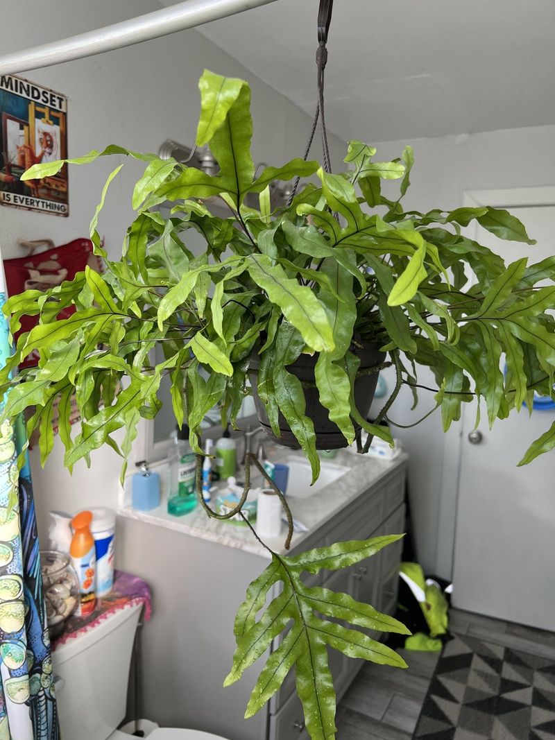 Kangaroo Paw Fern