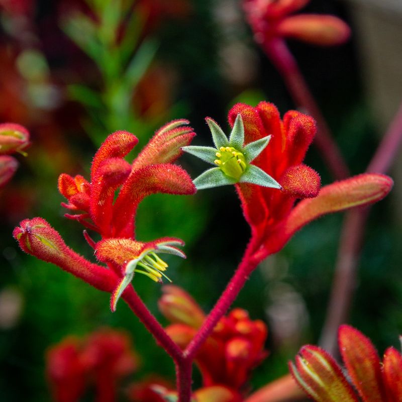 Kangaroo Paw