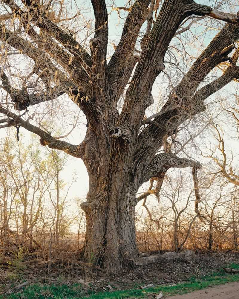 Kansas: Cottonwood