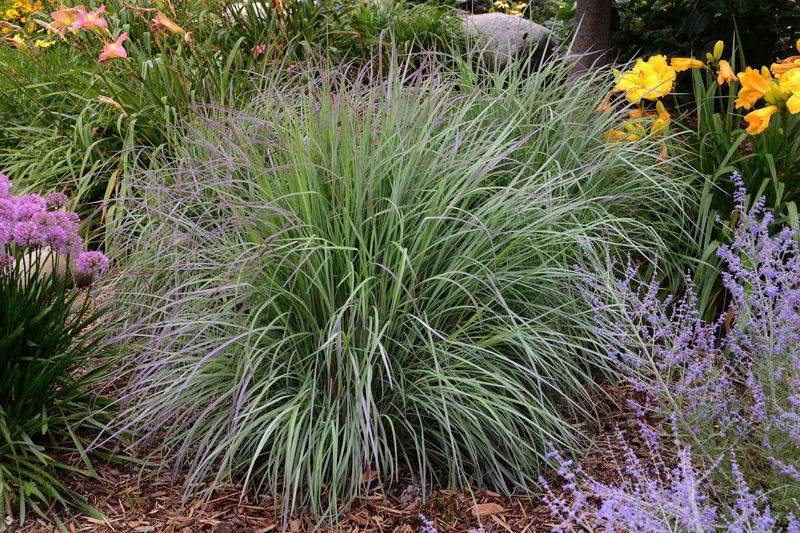 Kansas - Little Bluestem