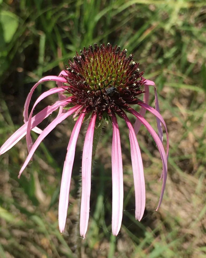 Kansas: Purple Coneflower