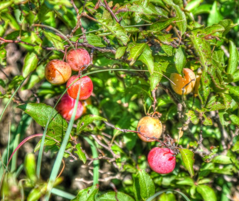 Kansas: Sandhill Plum