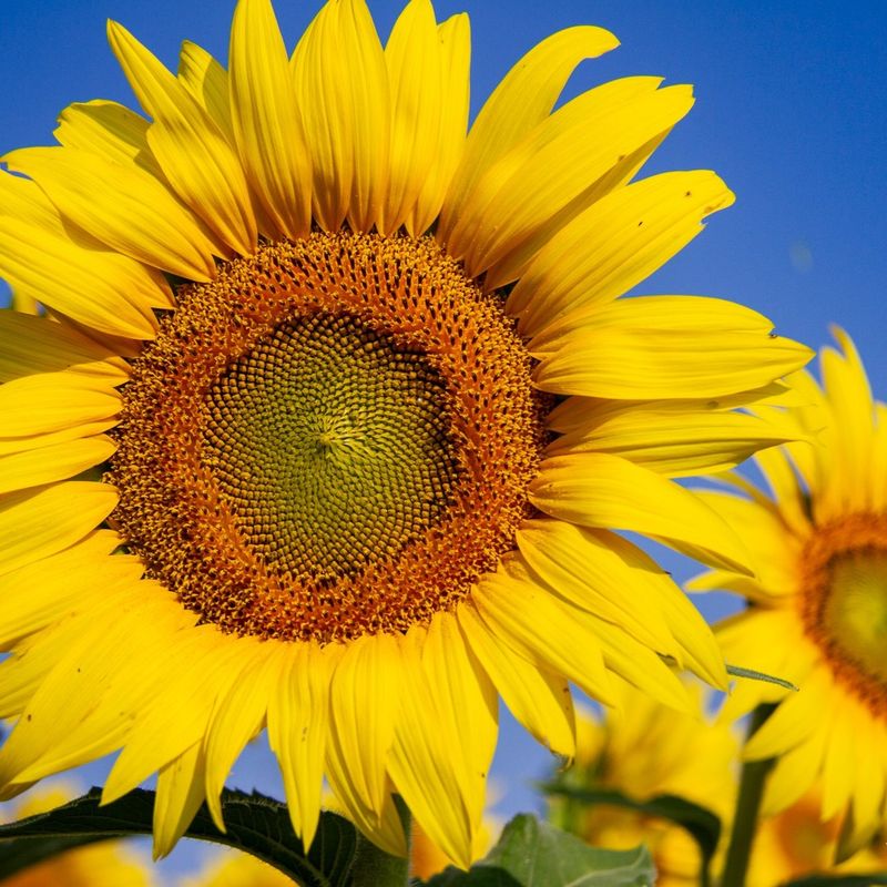 Kansas: Sunflower