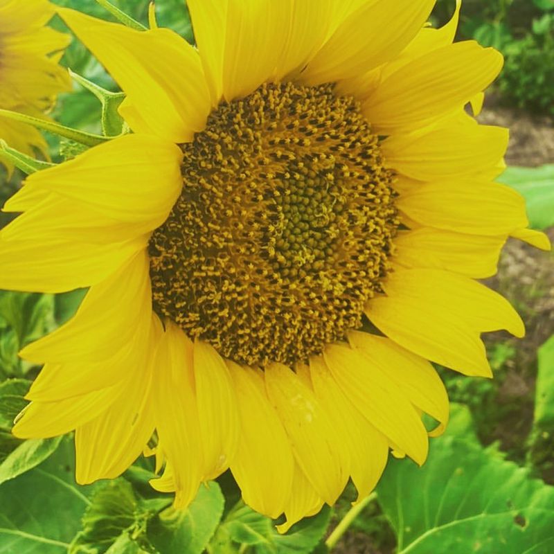 Kansas: Sunflower