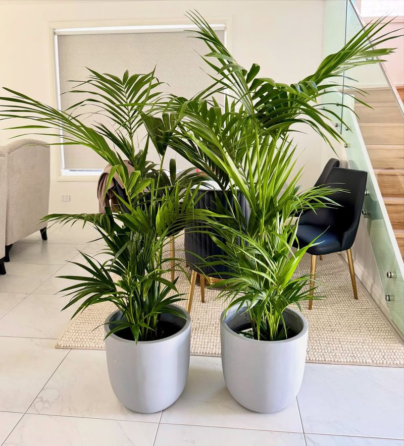 Kentia Palm