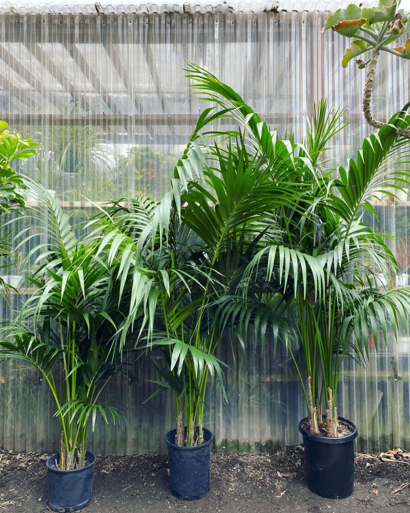 Kentia Palm