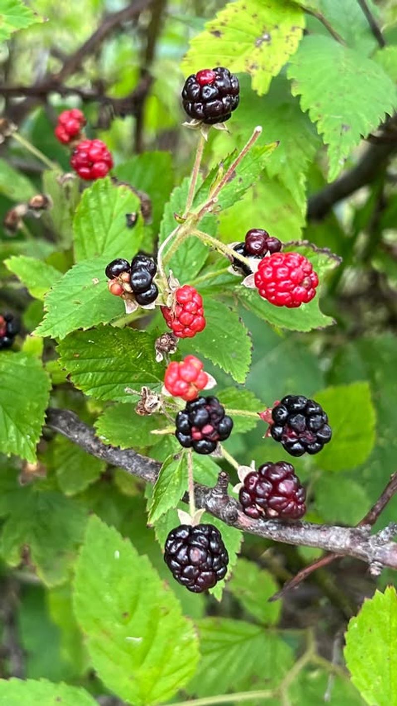 Kentucky: Blackberry