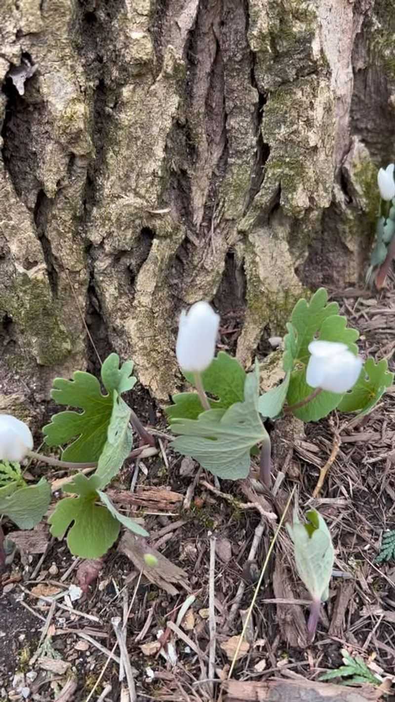 Kentucky: Bloodroot