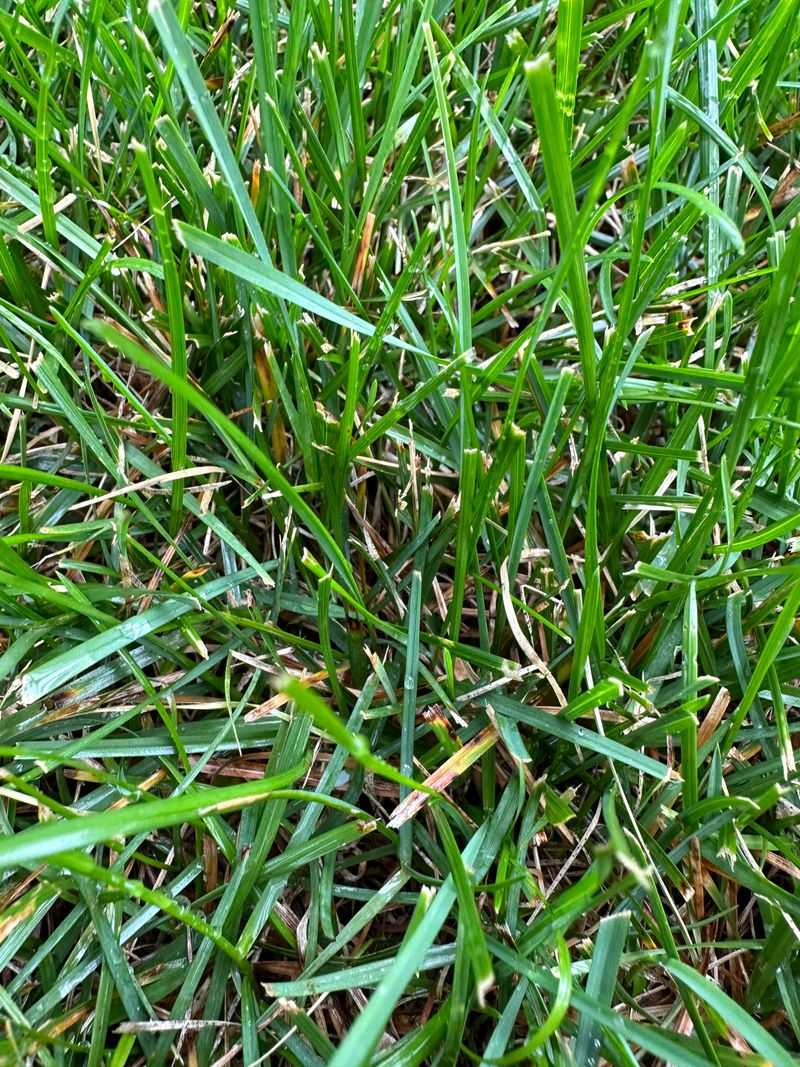 Kentucky Bluegrass