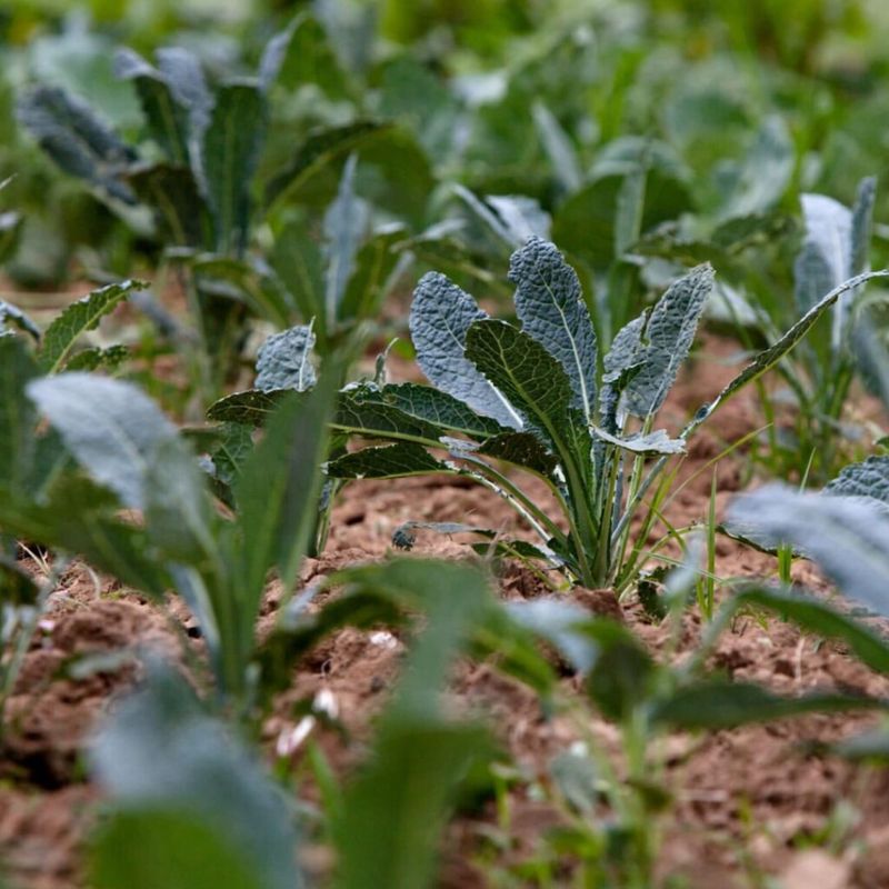 Kentucky: Collard Greens