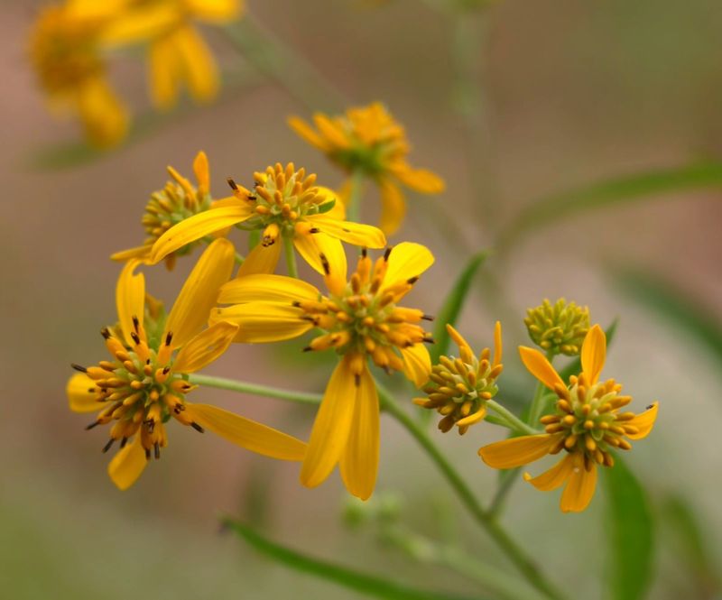 Kentucky: Goldenrod