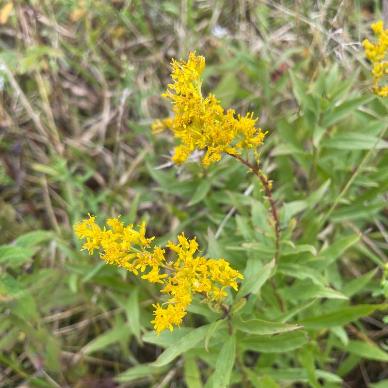 Kentucky - Goldenrod