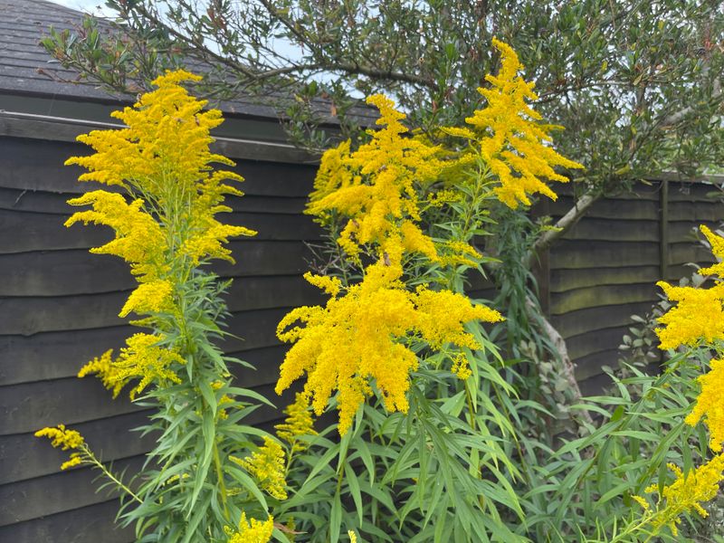 Kentucky - Goldenrod