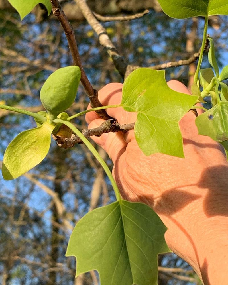 Kentucky: Tulip Poplar