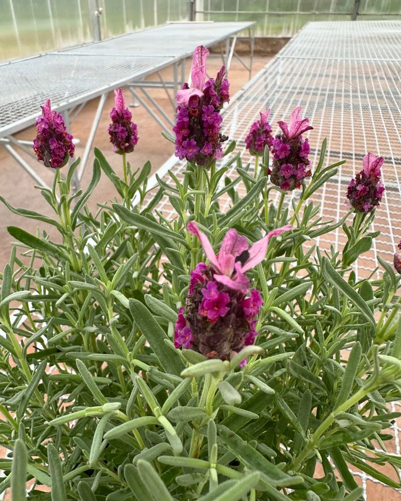 Kew Red Lavender