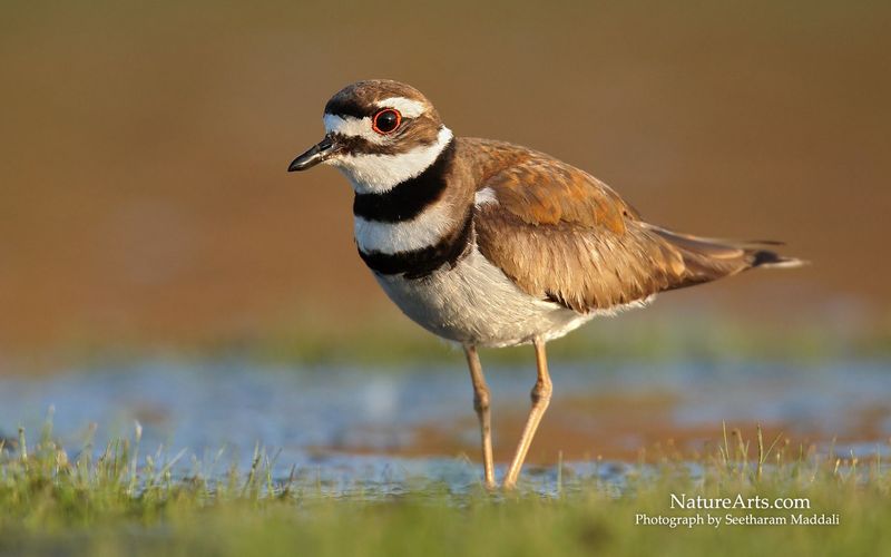 Killdeer