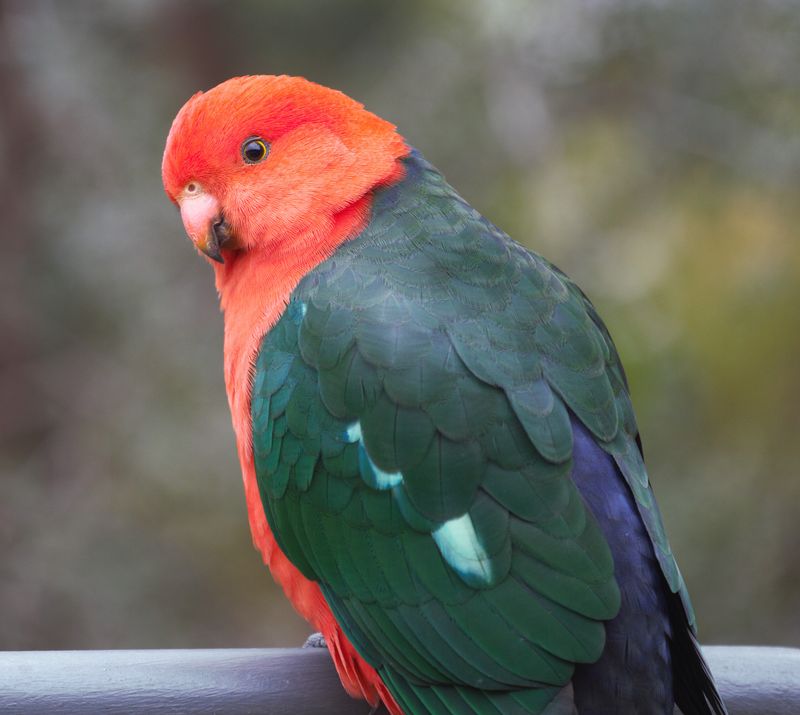 King Parrot