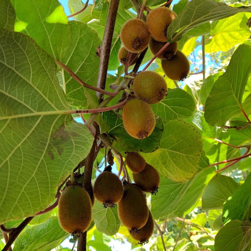 Kiwis