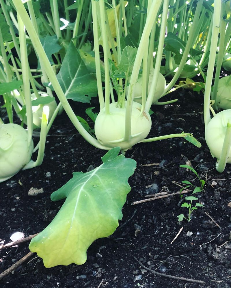 Kohlrabi