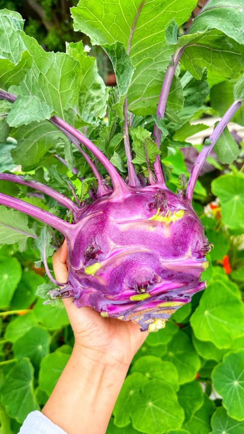 Kohlrabi