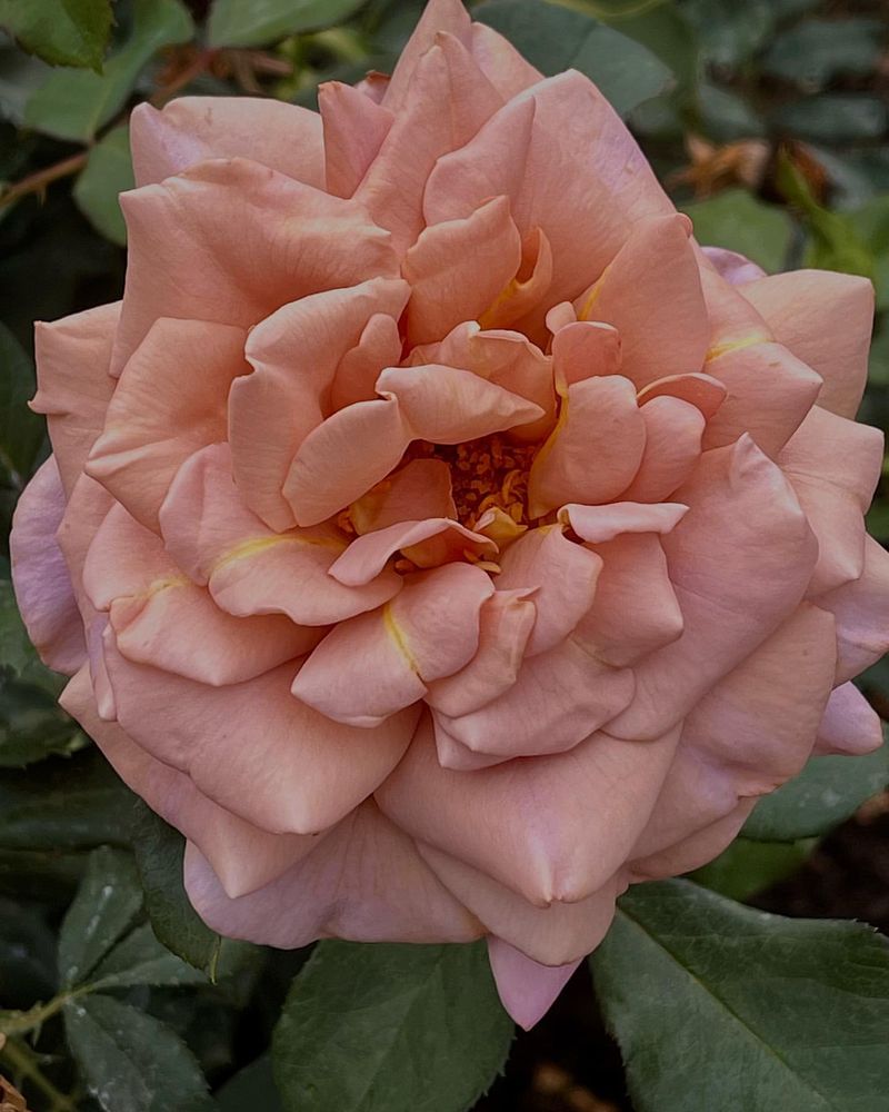 Koko Loko Rose