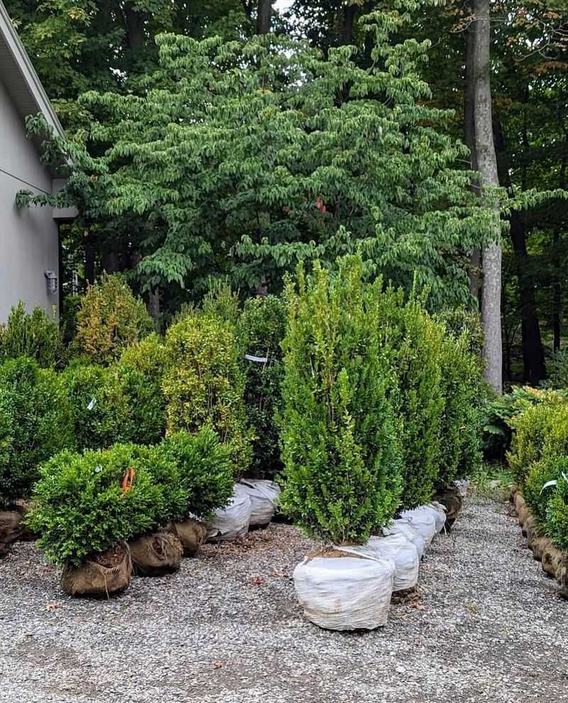 Korean Boxwood