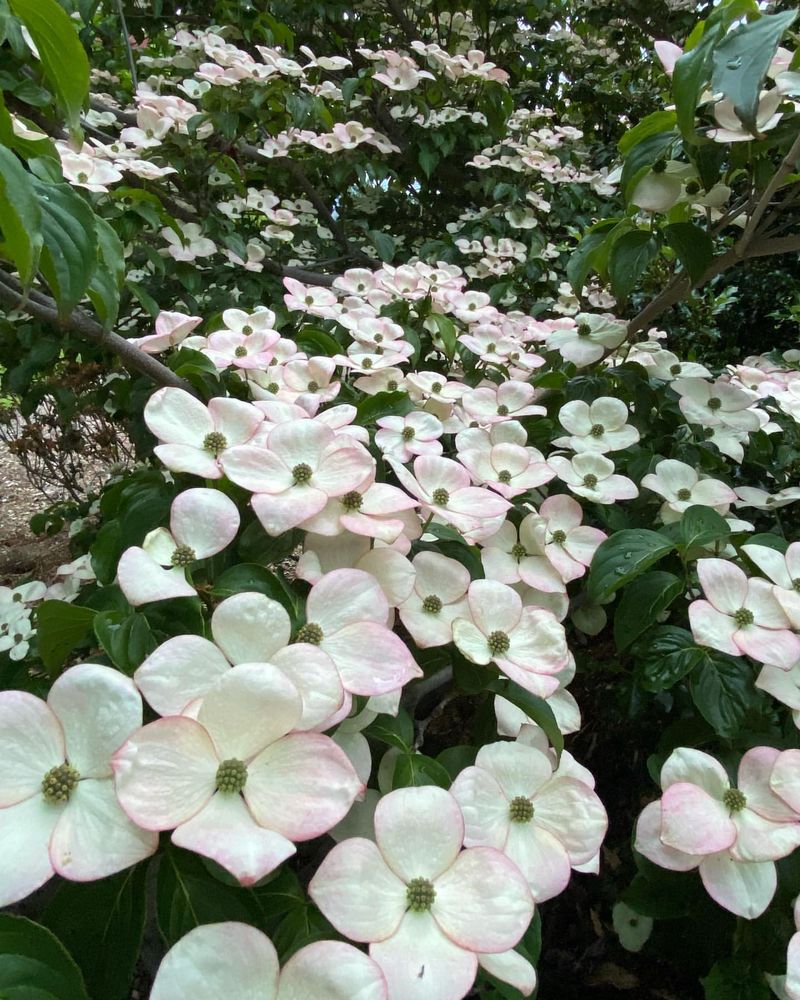 Kousa Dogwood