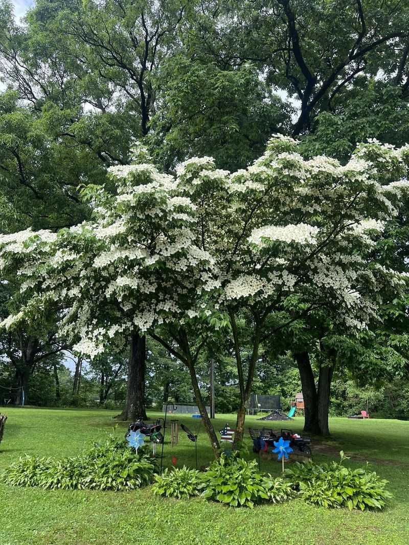 Kousa Dogwood