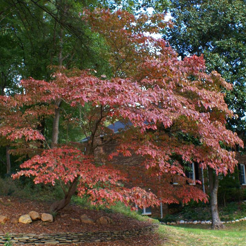 Kousa Dogwood