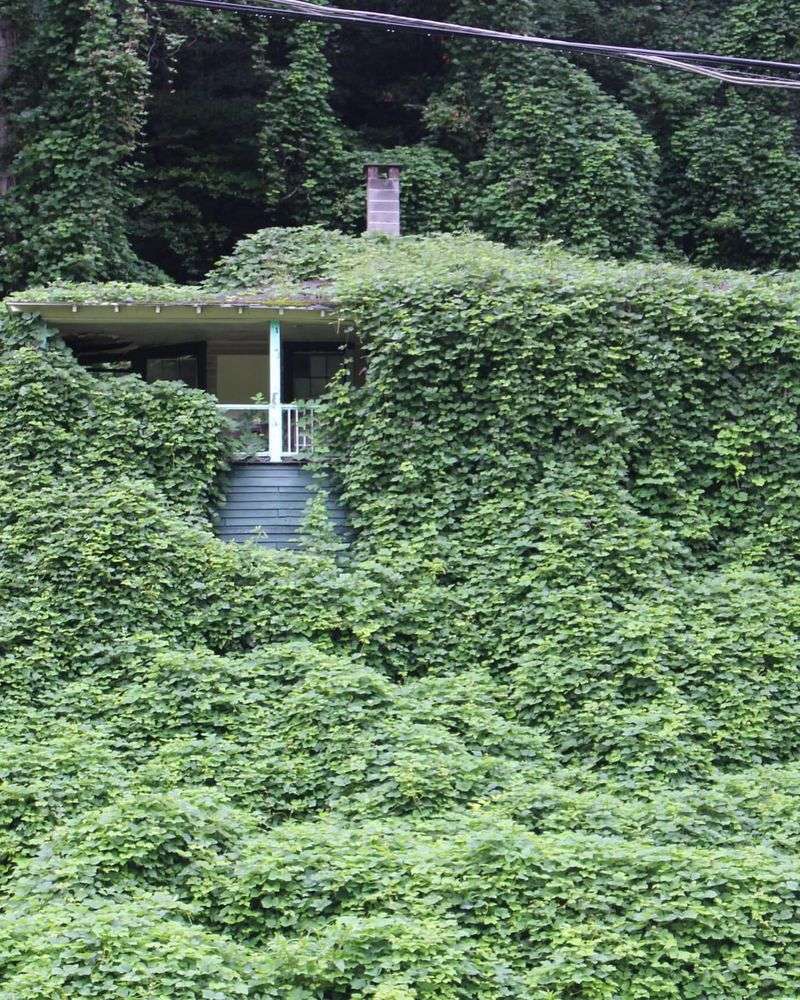 Kudzu