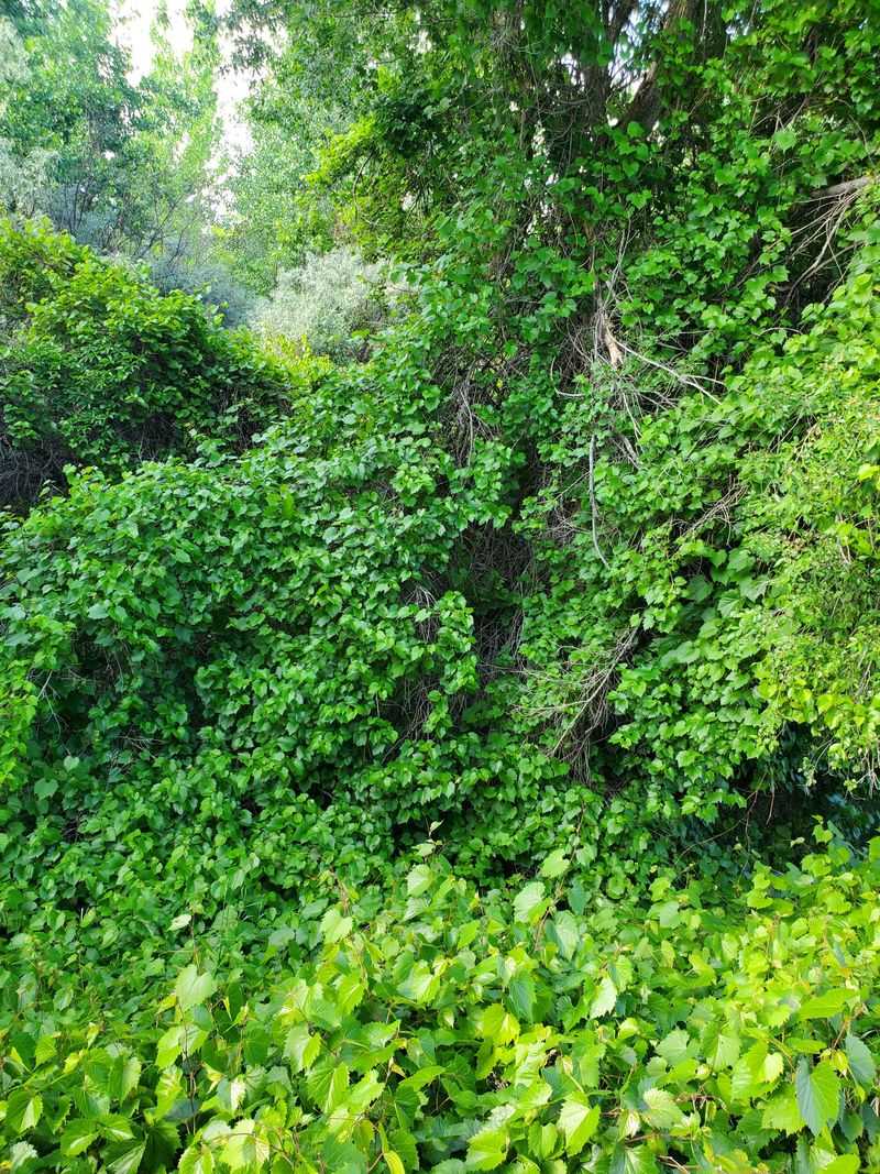 Kudzu