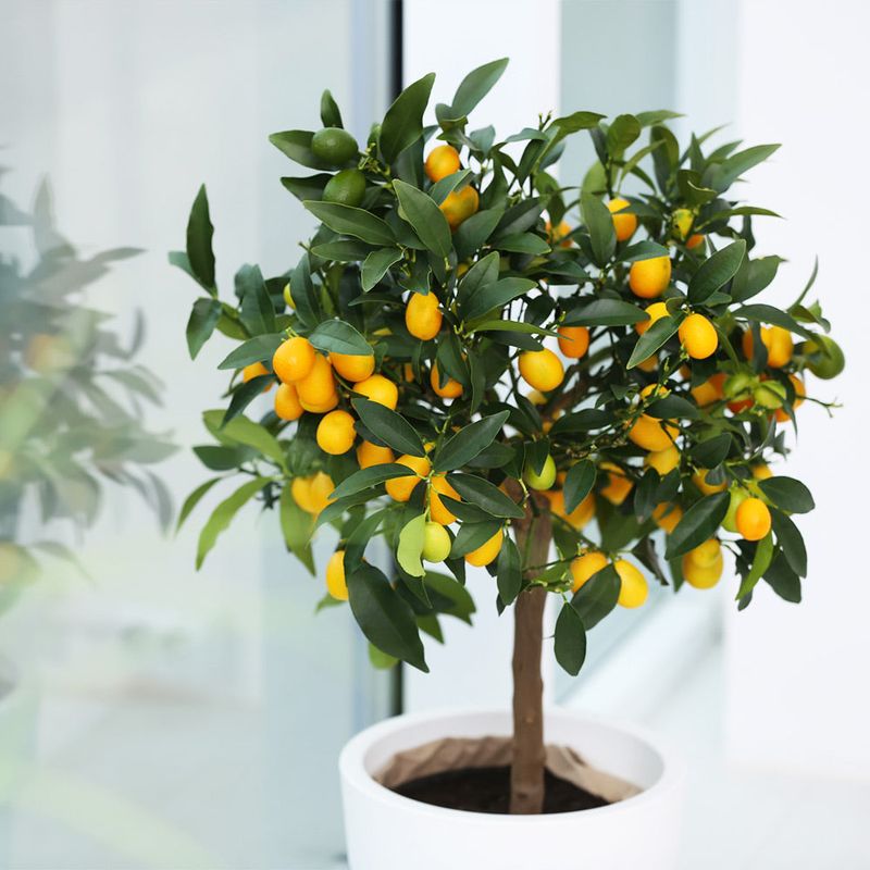 Kumquat