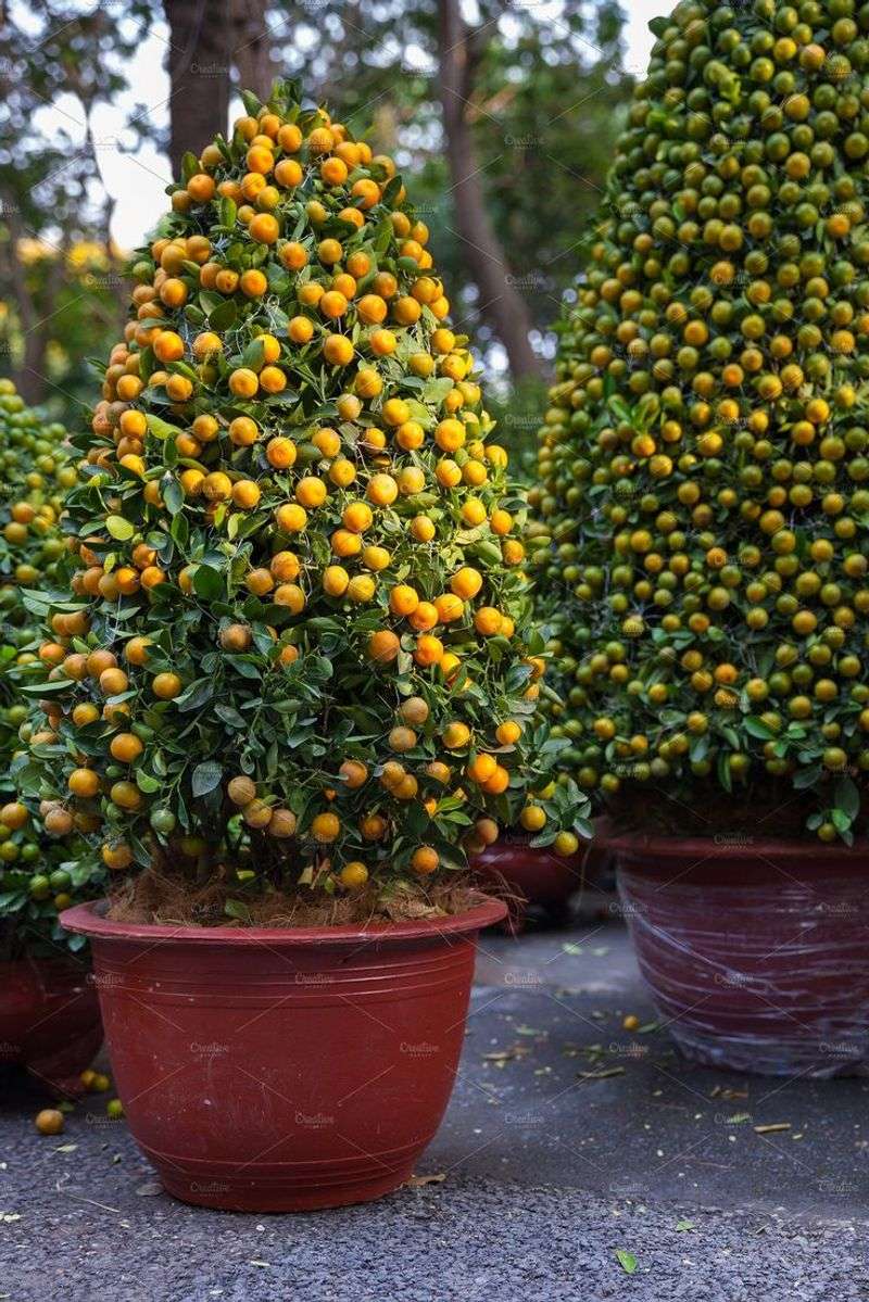 Kumquat Tree