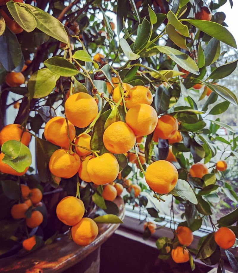 Kumquat Tree