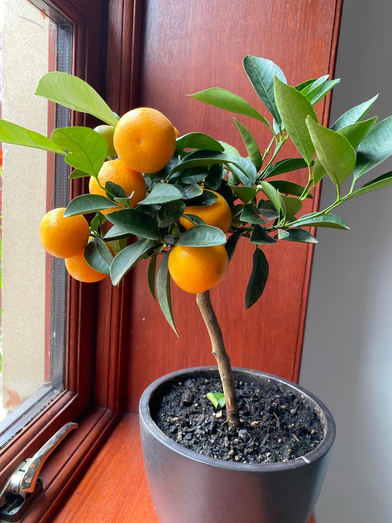 Kumquat