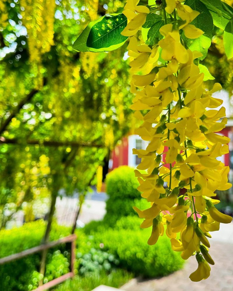 Laburnum