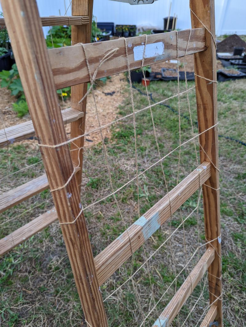 Ladder Trellis