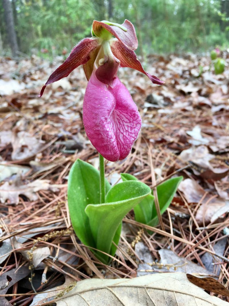 Lady's Slipper