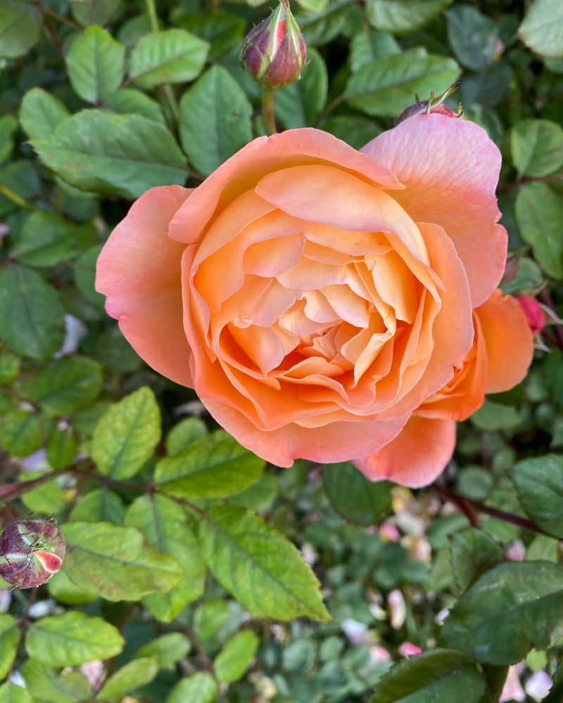 Lady Emma Hamilton Rose