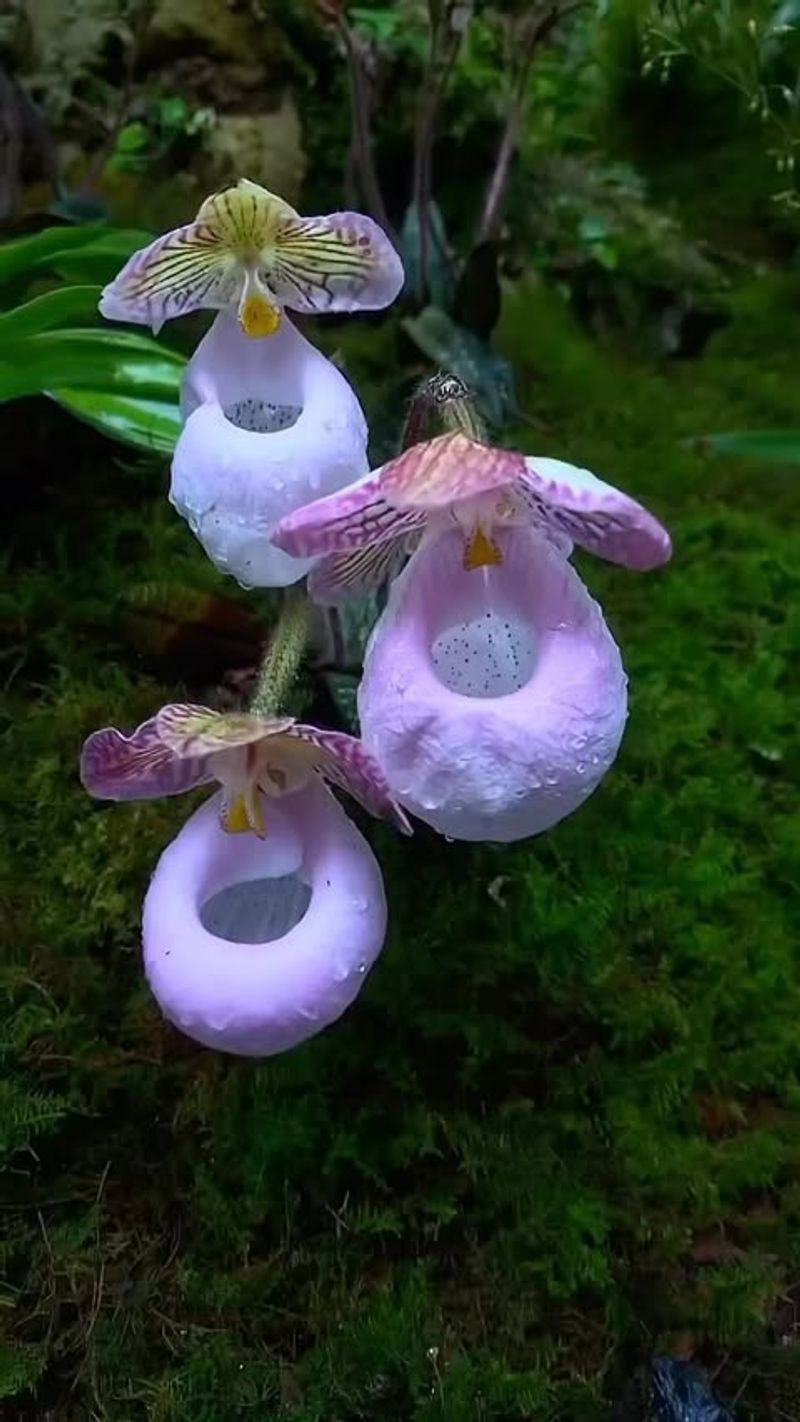 Lady Slipper Orchid