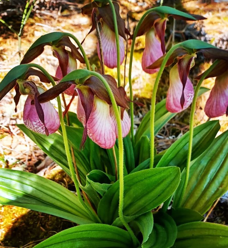 Lady Slipper Orchid