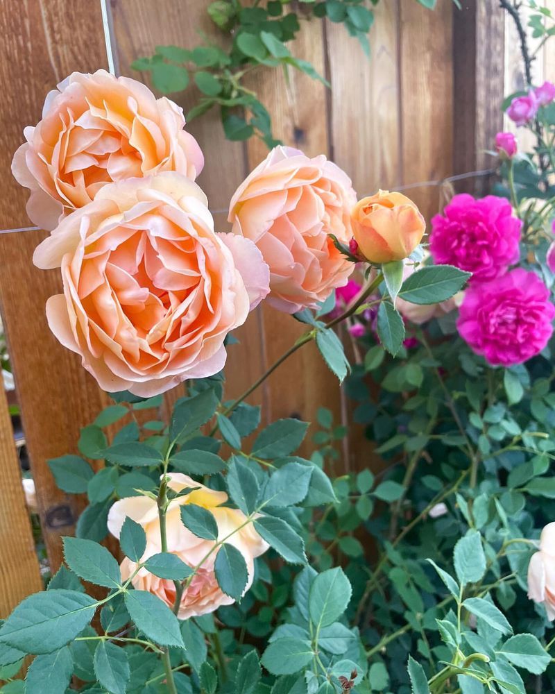 Lady of Shalott Rose