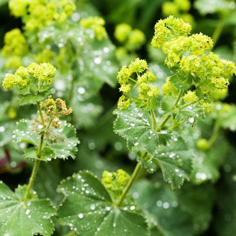 Lady's Mantle