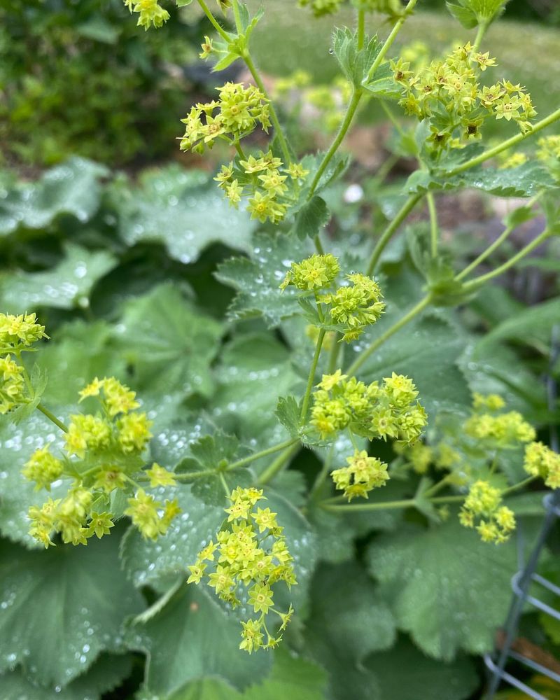 Lady’s Mantle