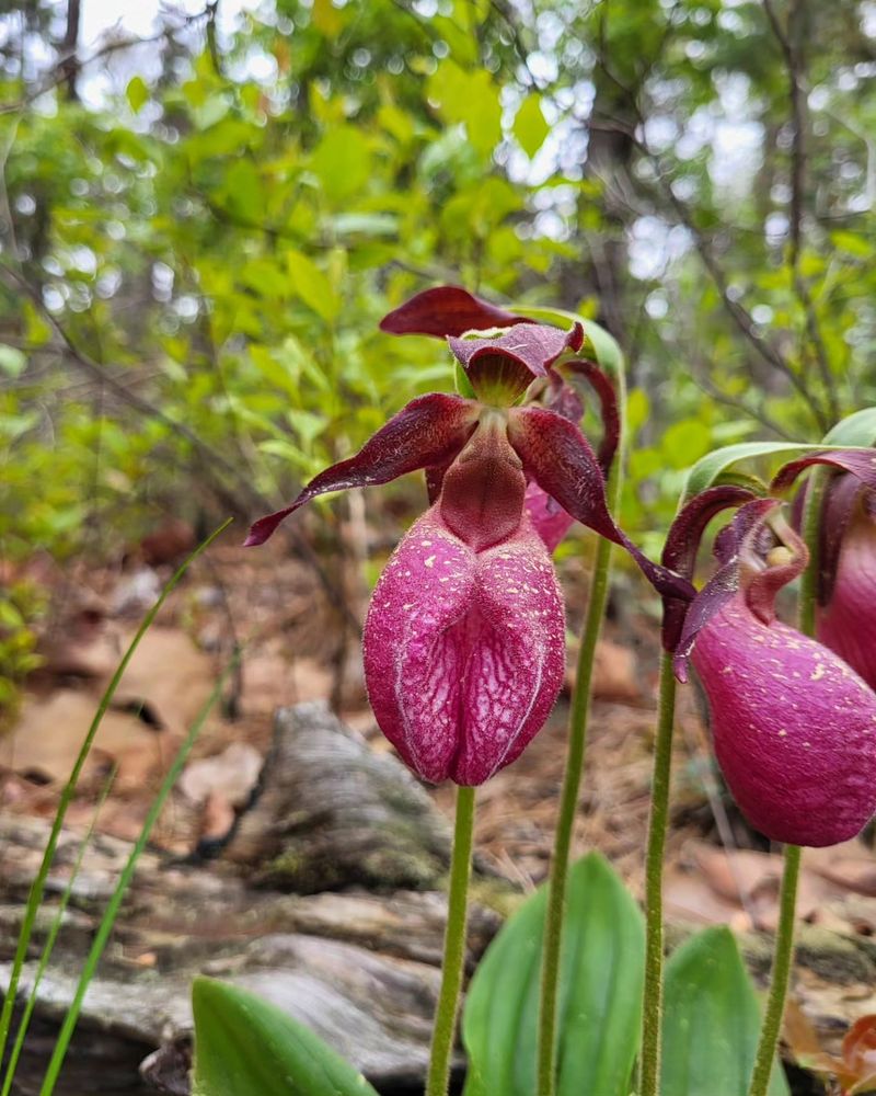 Lady’s Slipper