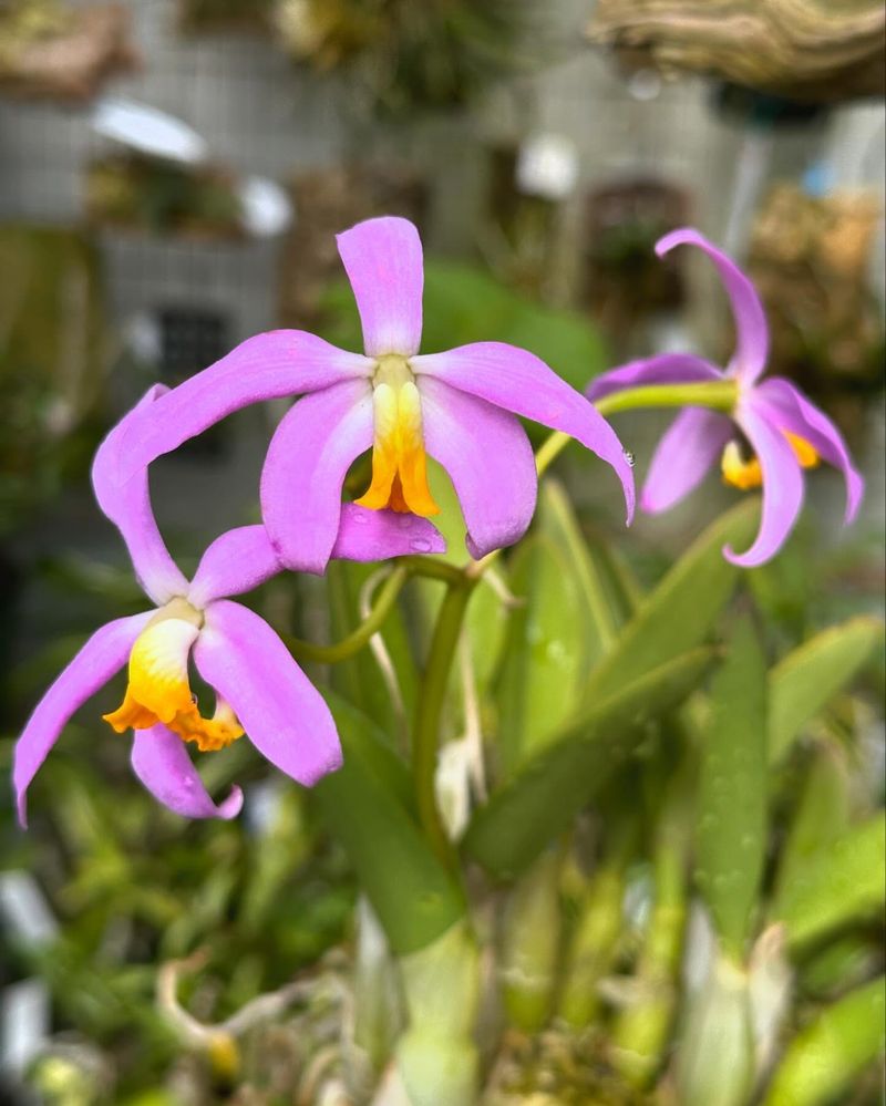 Laelia Orchid