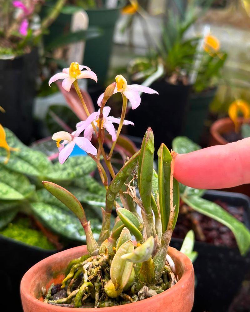 Laelia